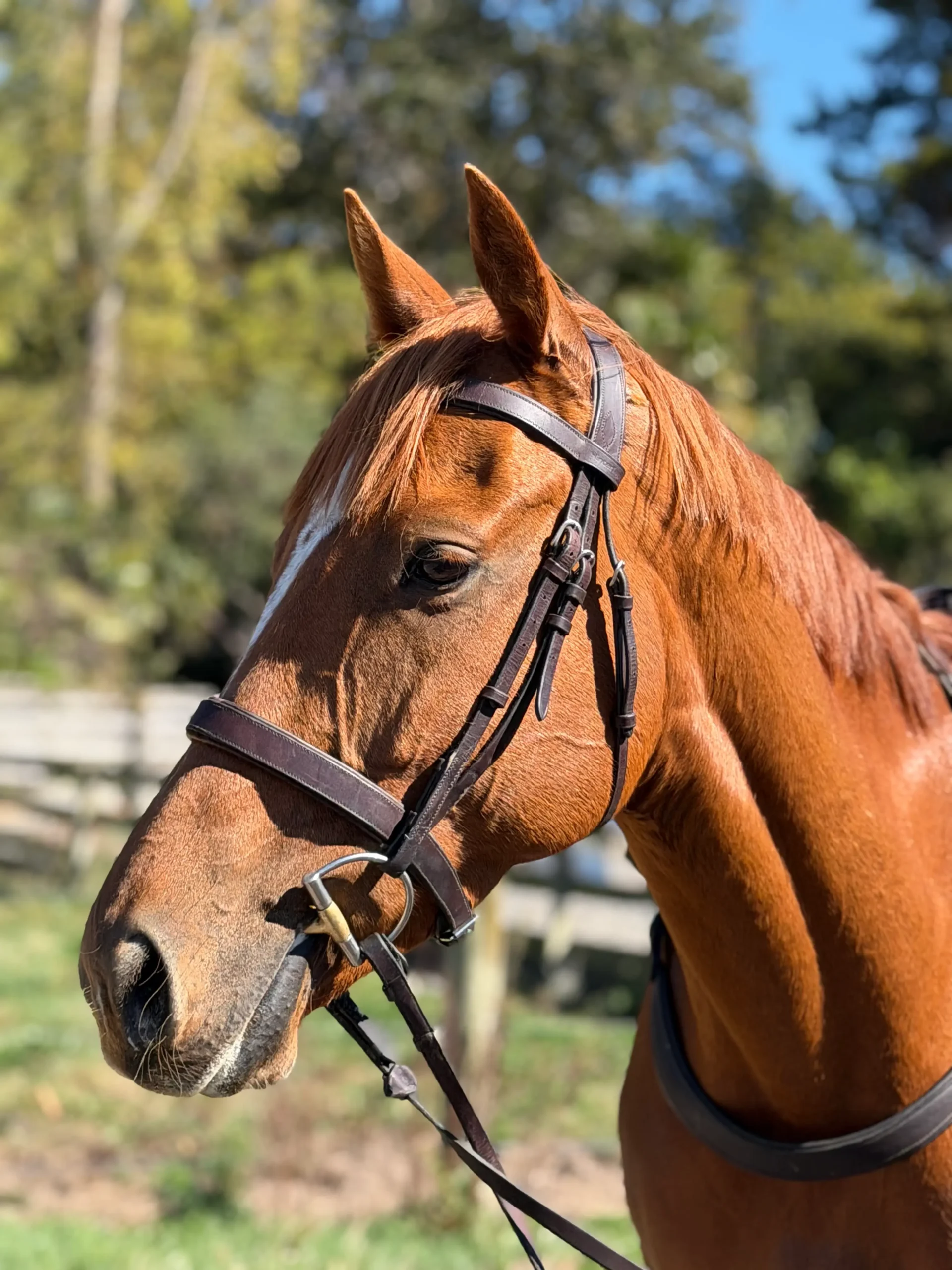 Chestnut horse wearing a bridle