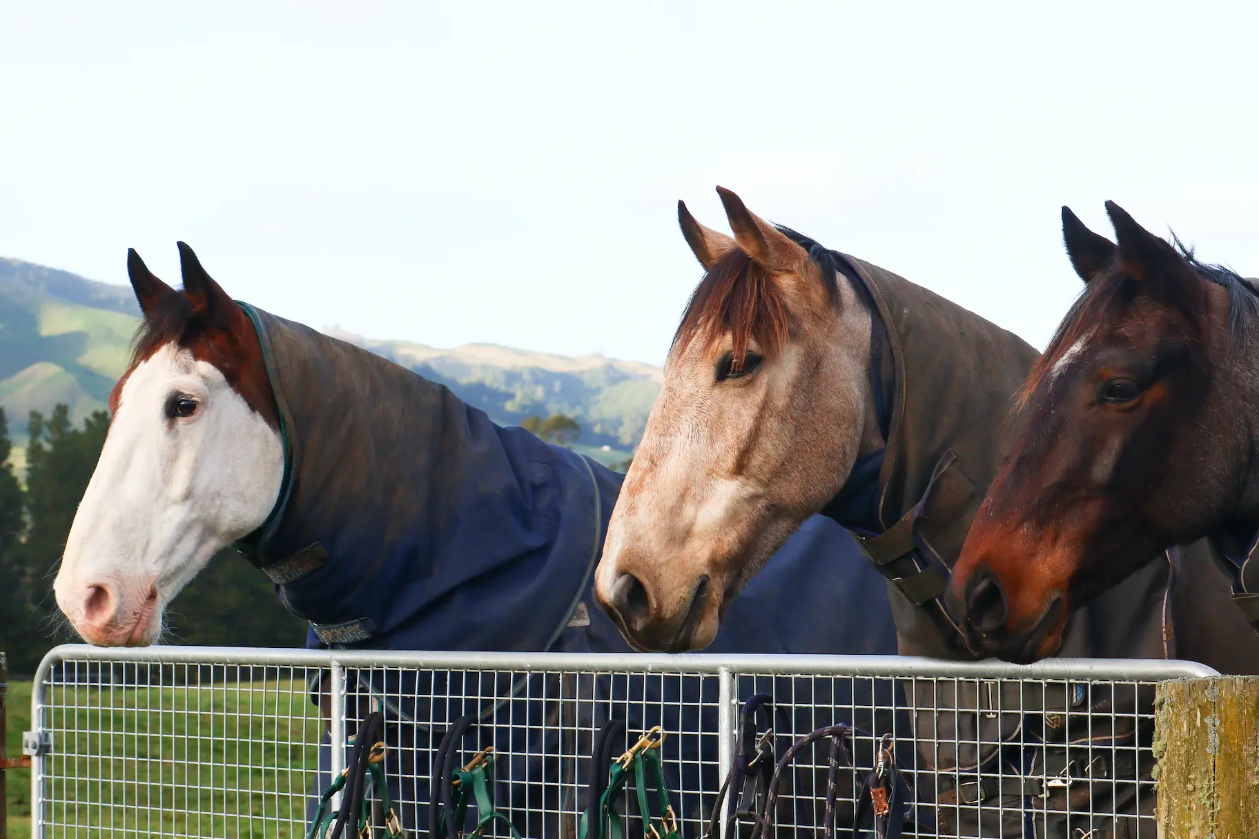 A horse in a cover looking over the paddock fence