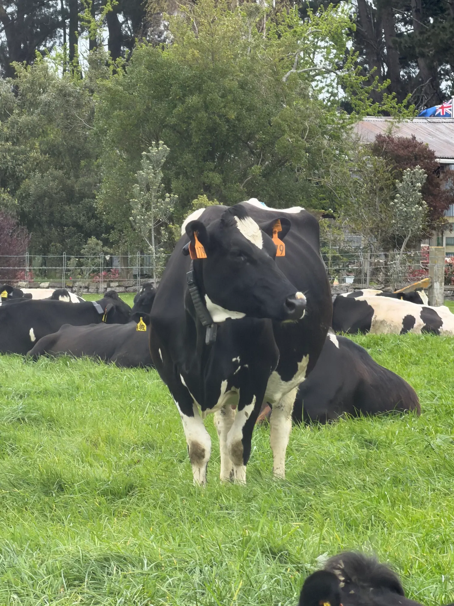 A dairy cow standing in the paddock with the herd resting behind