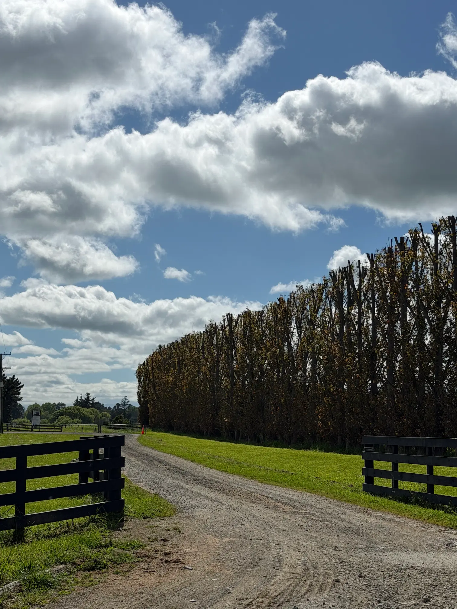 The tree-lined gravel driveway leading onto Neymoo Farms