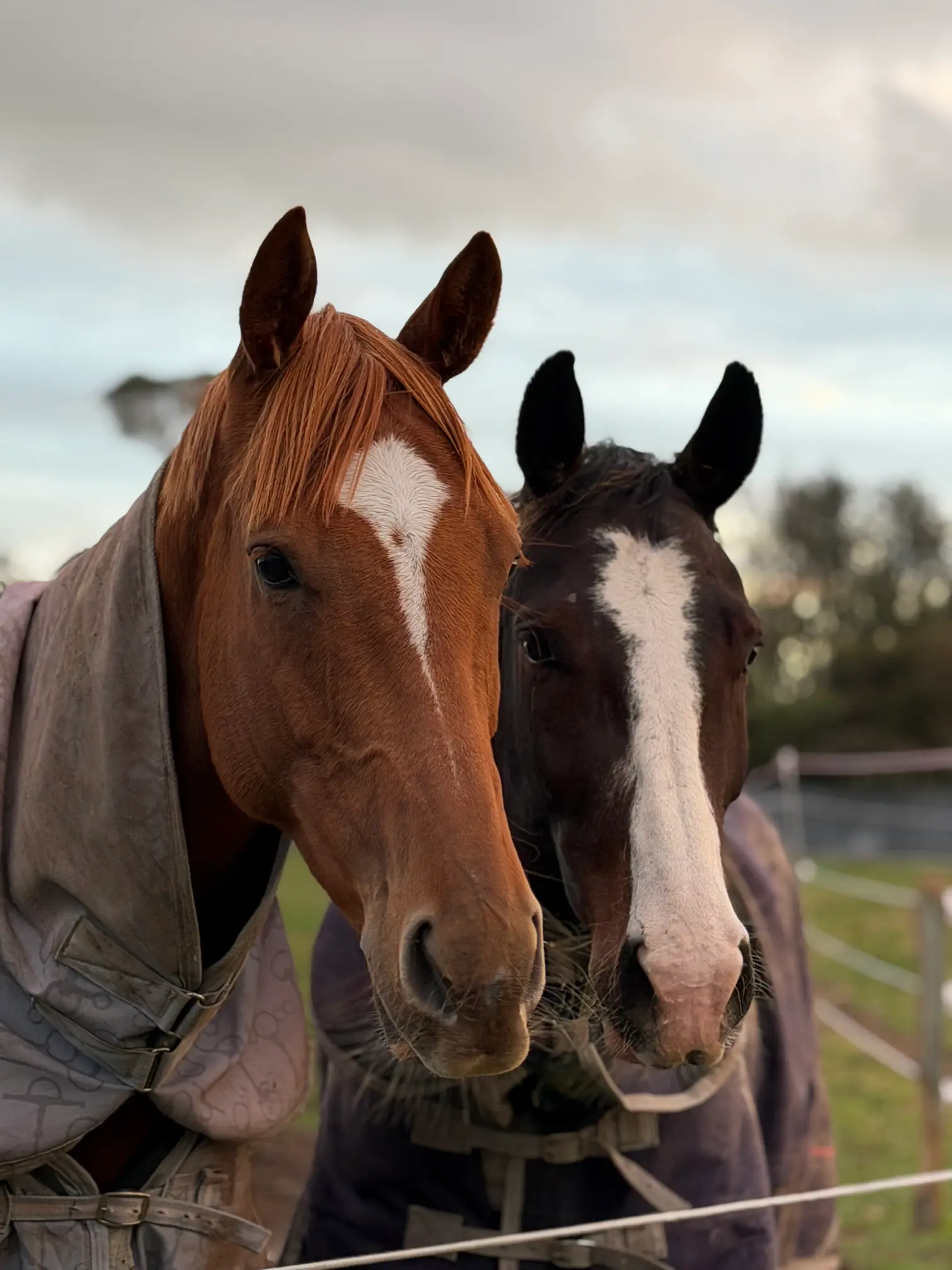 Three horses in covers resting their heads on the paddock gate